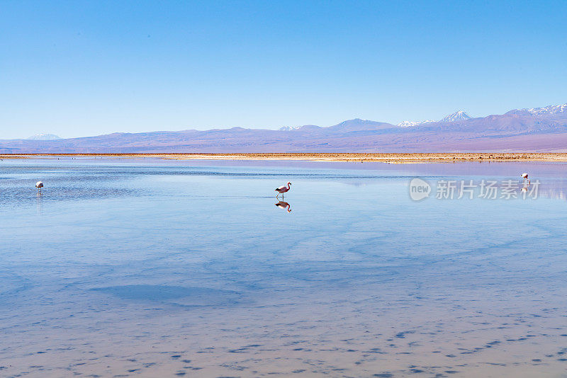 Laguna Chaxa 公园的野生火烈鸟 - 智利安托法加斯塔地区圣佩德罗德阿塔卡马